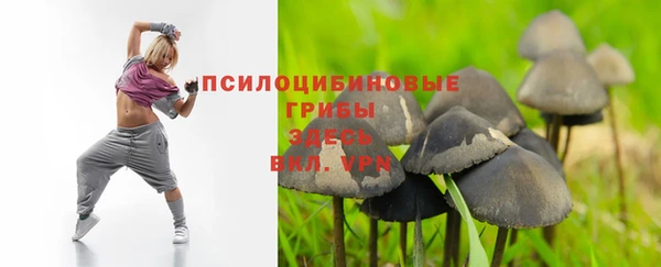 индика Новодвинск